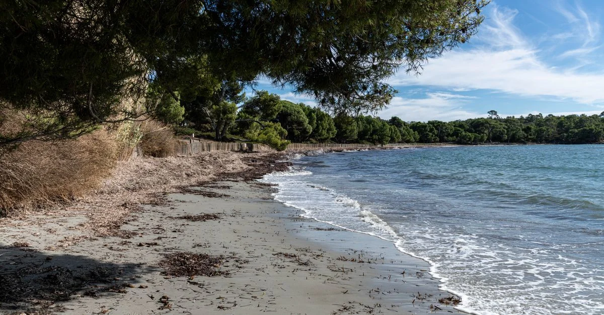 Scène de plage tranquille avec des vagues douces et une végétation côtière luxuriante.
